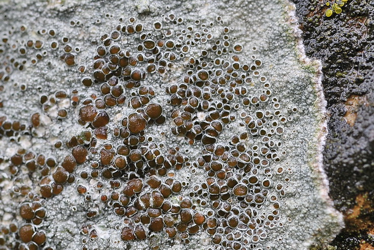 Lichene crostoso a sud di Firenze
